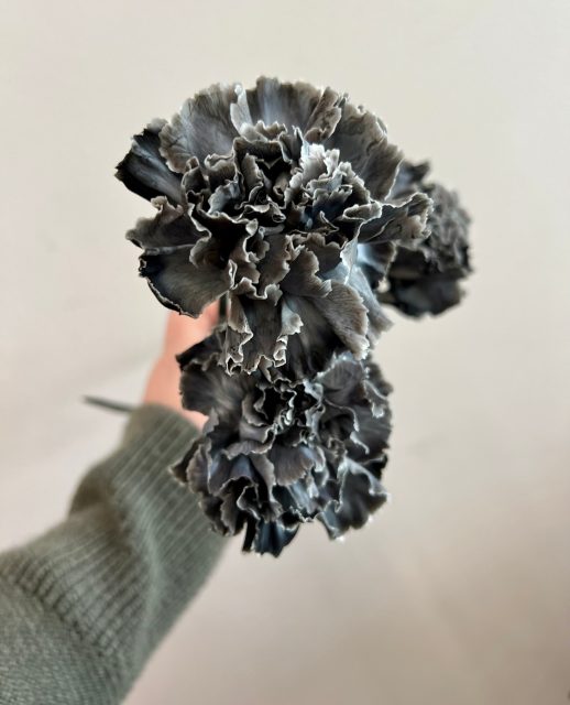 Spooky Season. 🦇  In case you thought your eyes were playing tricks- yes- these are carnations on our feed, and if you ask us, they're the most perfect flower for halloween.  #blackflowers #spookyszn #blackcarnation #spookywooky #halloweenflowers #dyedflowers #helenoliviaflowers
