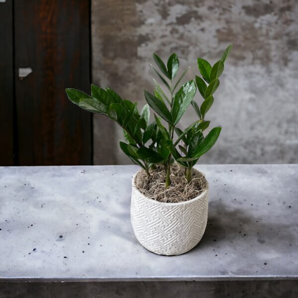 zz plant in white ceramic container with moss