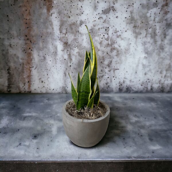 snake plant in cement container