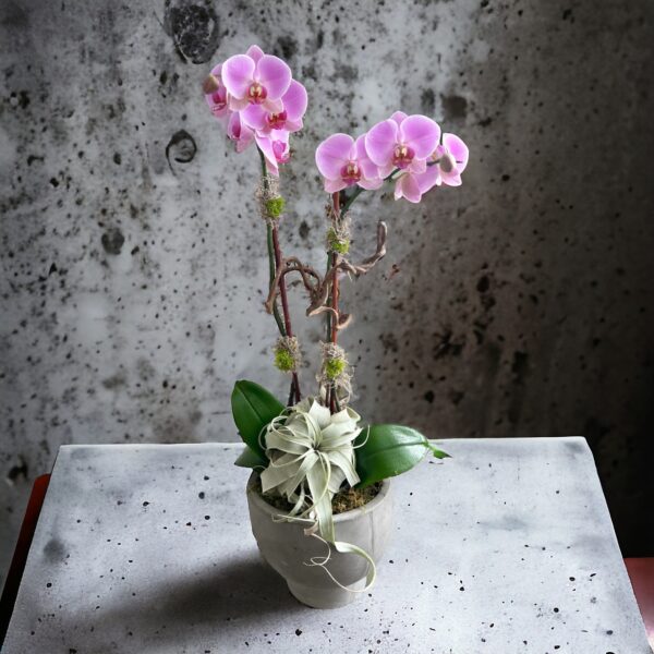lavender orchid and air plant in cement pot