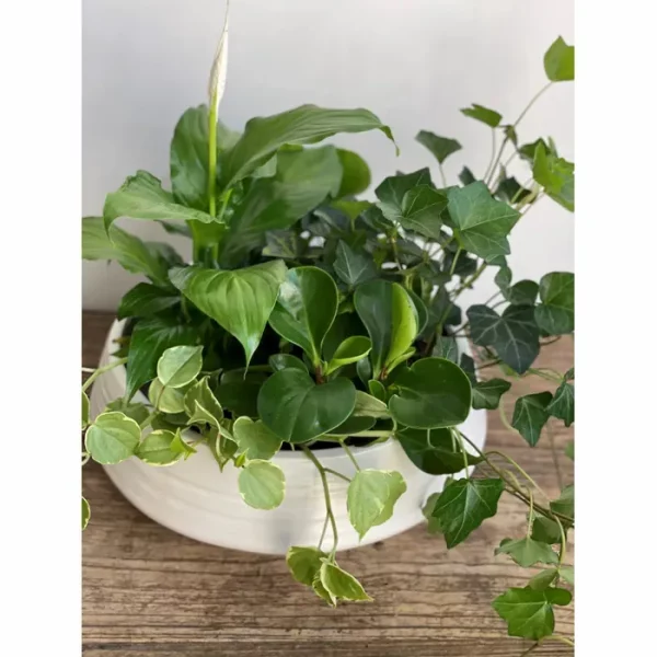 Variety of green plants in a white ceramic bowl
